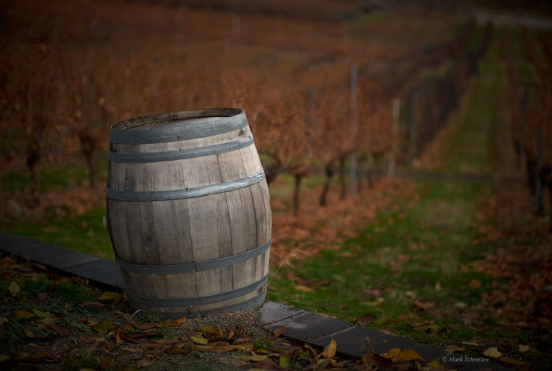 December in the Vineyard