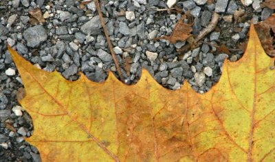A Fallen Leaf in Pennsylvania