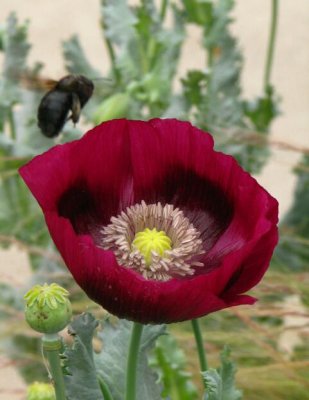 Poppy