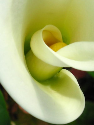 Calla