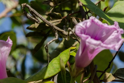 Parque Chico Mendes