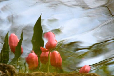 tulip reflection