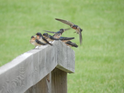 swallow barn Currituck lH 2012 a.JPG