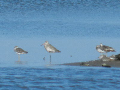 Black tailed Godwit Chicoteague Oct 12 d.JPG