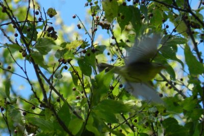 Chatham Vineyards  Flying Warbler.JPG