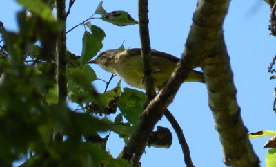 Chatham Vineyards  Palm Warbler a.JPG