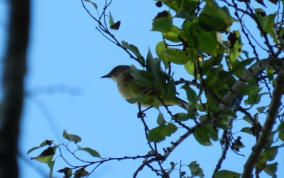 Chatham Vineyards  Palm Warbler c.JPG