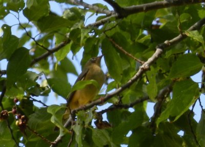 Chatham Vineyards  warbler f.JPG