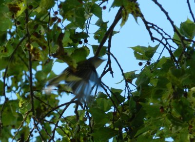 Chatham Vineyards  warbler in flight .JPG