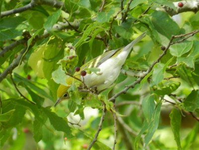 Chatham Vineyards Warbler Chestnut sided ES Oct 2012.JPG