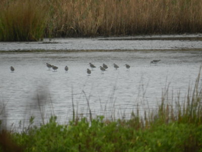 dowitchers 4.JPG