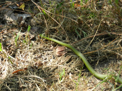 Eyre Hall VA Green garter snake a.JPG