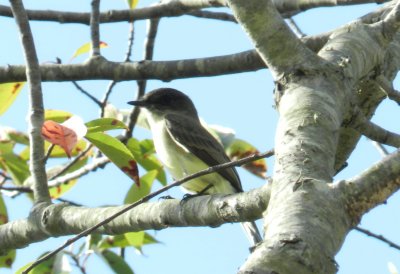 Fishermans Is  Eastern Phoebe d.JPG