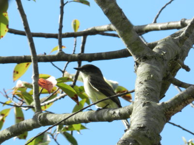 Fishermans Is Eastern Phoebe f.JPG