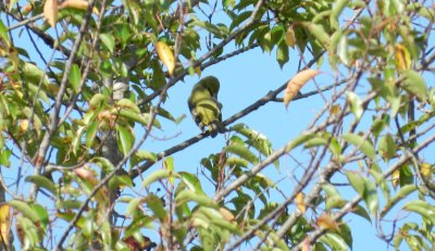 Fishermans Is Tanager Summer f.JPG