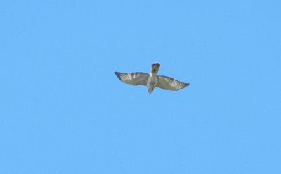 Fishermans Is Broad winged hawk c.JPG