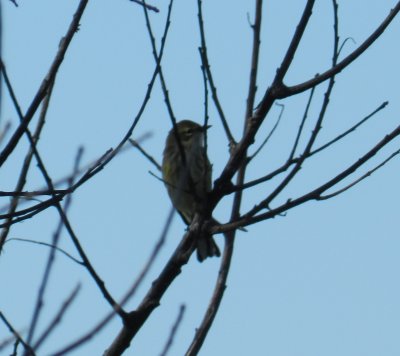 Fishermans Is Yellow Rumped Myrtle Warbler  c.JPG