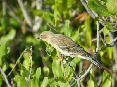 Fishermans Is Yellow Rumped Myrtle Warbler a.JPG