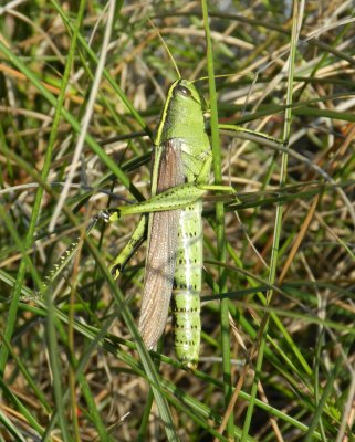 Green Bird Grasshopper  ES Chinkoteague VA Oct 12 b.JPG