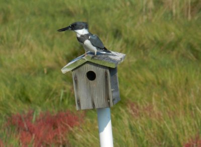 Kingfisher  ES Chinkoteague VA Oct 12 c.JPG