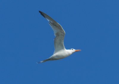 Tern Royal  ES Chinkoteague VA Oct 12 a.JPG