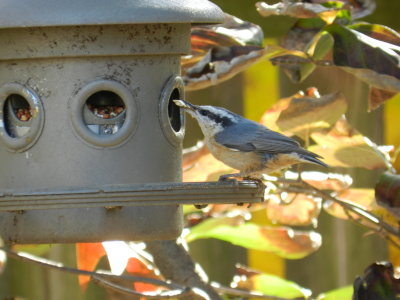 Nuthatch Red Breasted 111112 a.JPG