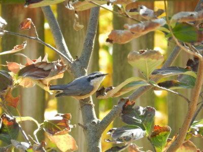 Nuthatch Red Breasted 111112 b.JPG