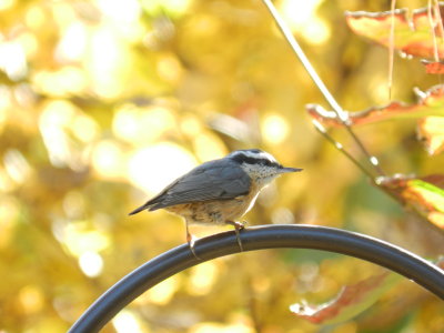 Nuthatch Red Breasted 111112 c.JPG
