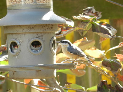 Nuthatch Red Breasted 111112 d.JPG