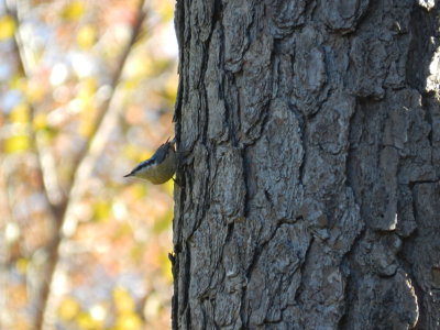 Nuthatch Red Breasted 111112 g.JPG