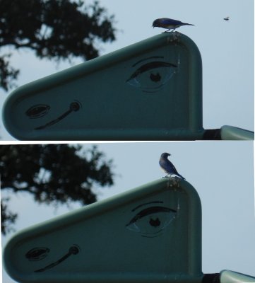 Bluebird and Wasp Ft Monroe Nov 2012.JPG