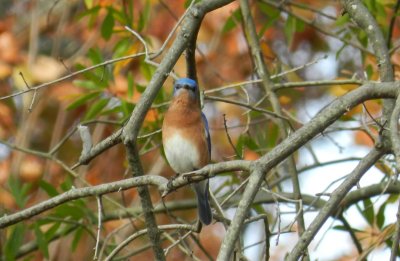 Bluebird Hampton Nov 12b.JPG