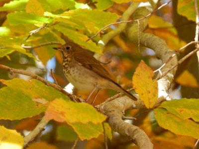 Hermit Thrush Sandy bottom nov 12 a.JPG