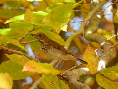 Hermit Thrush Sandy bottom nov 12 e.JPG