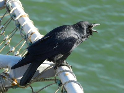 CVN-65 218 Fish Crow on the bow.JPG