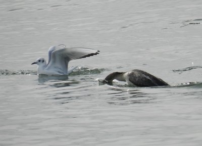 Bonapartes gull and loon.JPG