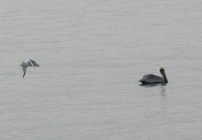 Bonepartes and Pelican.JPG