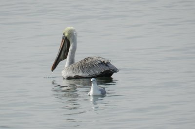 Bonepartes gull and Pelican b.JPG