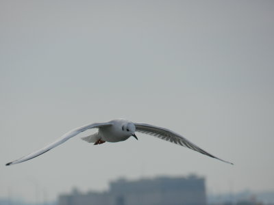 Bonepartes gull ft monroe Dec 12 aaa.JPG