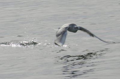 Bonepartes Gull Ft Monroe Dec 12 c.JPG