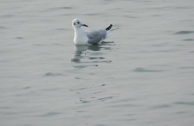 Bonepartes Gull Ft Monroe Dec 12 e.JPG