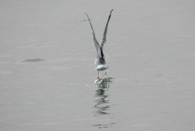Bonepartes Gull Ft Monroe Dec 12 f.JPG