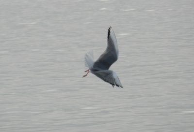 Bonepartes Gull Ft Monroe Dec 12 g.JPG