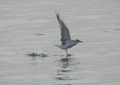 Bonepartes Gull Ft Monroe Dec 12 m.JPG