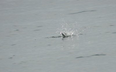 Bonepartes Gull Ft Monroe Dec 12 n.JPG