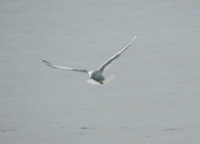 Bonepartes Gull Ft Monroe Dec 12 o.JPG