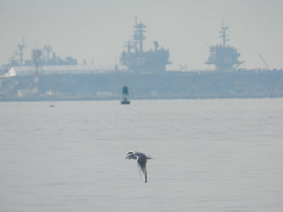 Bonepartes gull w. carriers a.JPG