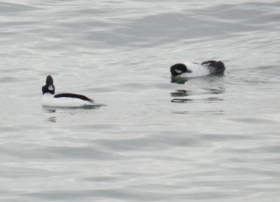 Bufflehead Ft Monroe Dec 12 c.JPG
