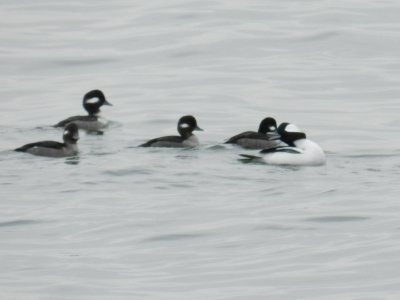 Bufflehead Ft Monroe Dec 12 e.JPG