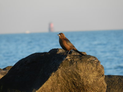 Grackle Buckroe beach.JPG